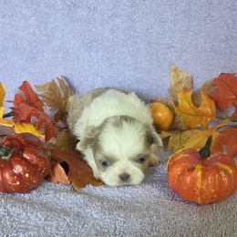 Lavender Girl - Lilac female Shih Tzu puppy in Vinita, Oklahoma from Locust Creek Shih Tzu & Havanese