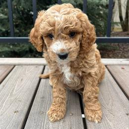 Manny - Apricot male Goldendoodle puppy in Sugar City, Idaho from Idaho Sugar Doodle Pups