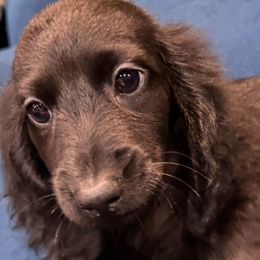 Boss Hog - Black male Dachshund puppy in Cabool, Missouri from Dachshund's of Country Magic Farms in Missouri