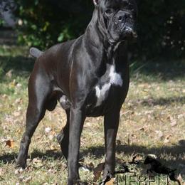 Vader - Boxer