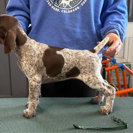 Green Girl - Liver and white female German Shorthaired Pointer puppy in Bryan, Texas from Ehrenvogel and Bessdach Kennels