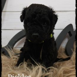 Pickles - Black phantom male Aussiedoodle puppy in Farley, Iowa from Iowa's Doodle Co.