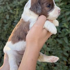 Rebeca - Brown female Whoodle puppy in Gilbert, Arizona from Gilbert Bernedoodles & Whoodles