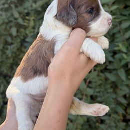 Rebeca - Brown female Whoodle puppy in Gilbert, Arizona from Gilbert Bernedoodles & Whoodles