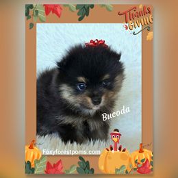 Bucoda - Black and tan male Pomeranian puppy in Eatonville, Washington from Foxy Forest Poms