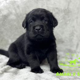 Lime - Black male Labrador Retriever puppy in Beaverdam, Virginia from Riverside Sunset Labrador Retrievers