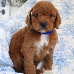 Louie - Blue - Red  male Goldendoodle puppy in Ruthorfordton, North Carolina from Duncan Doodles Goldendoodles