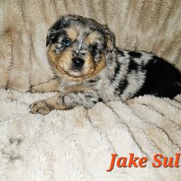 Jake Sully - Blue merle male Miniature Australian Shepherd puppy in Orrtanna, Pennsylvania from Mountain Top Shepherd's