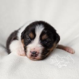Australian Shepherd Puppies from Lilyoaks Australian Shepherds