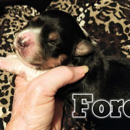 Boy 1 - Black tri-color Australian Shepherd puppy in Belews Creek, North Carolina from Tilley's Aussies