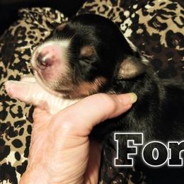 Boy 1 - Black tri-color Australian Shepherd puppy in Belews Creek, North Carolina from Tilley's Aussies