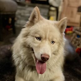 Tundra - Siberian Husky