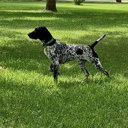 Birka - German Shorthaired Pointer
