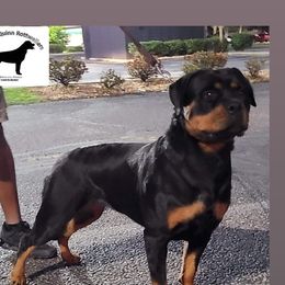 Ahri - Rottweiler