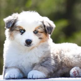 Titan - Blue merle male Miniature American Shepherd puppy in Omaha, Arkansas from Ashland Miniature American Shepherds & Miniature Australian Shepherds