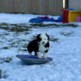 Alice - Black tri-color female Australian Shepherd puppy in Ashland, Ohio from SS Australian Shepherds