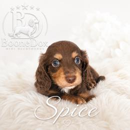 Spice - Chocolate and cream male Dachshund puppy in Lexington, Oklahoma from BooneDox Miniature Dachshunds