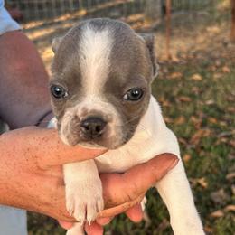 JOKER - Blue male Boston Terrier puppy in Anderson, South Carolina from Lola’s House of Bostons & Rescue