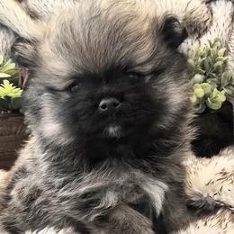 Alpha - Wolf sable female Pomsky puppy in Fallon, Nevada from Amazing High Desert Pomskys