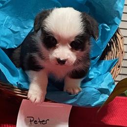 Peter - Pembroke Welsh Corgi puppy from Texas Corgis
