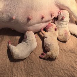Cupid - Cream male French Bulldog puppy in Largo, Florida from Infinity Frenchies