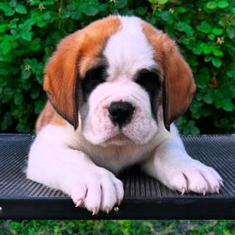 Green Collar - Brown and white male Saint Bernard puppy in New York from Johnson Farms