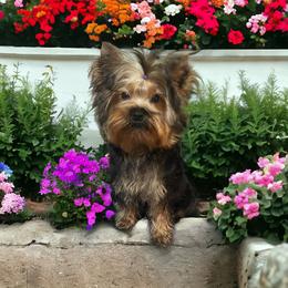Yorkshire Terrier Puppies from Yorkies Kisses