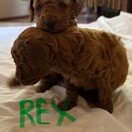 Rex - Red  male Poodle puppy in Colerain, North Carolina from Lisa's Poodles