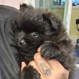 Pomeranian Puppies from Abbapoola Poms