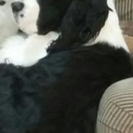 English Springer Spaniels and Samoyeds from Whitestone Samoyeds and Spaniels