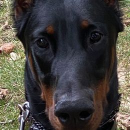 Doberman Pinschers from Agnes's Doberman Pinschers