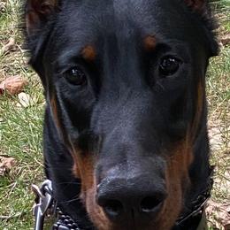 Doberman Pinschers from Agnes's Doberman Pinschers