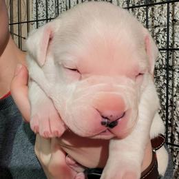 Boy 2 - White male Dogo Argentino puppy in Morgan Hill, Pennsylvania from De la Fuerza De Dios