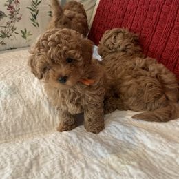 Maltipoo Puppies from Ollie-Pop Paws Breeding