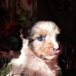 Shock BMF - Blue merle female Australian Shepherd puppy in Salem, Arkansas from Patchwork Kennels