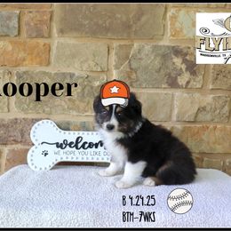 Kooper - Black tri male Miniature Australian Shepherd puppy in Madisonville, Texas from Flying LL Aussies