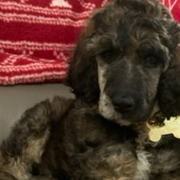 Goldendoodles from Bambini Kennels
