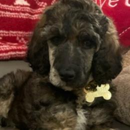 Goldendoodles from Bambini Kennels