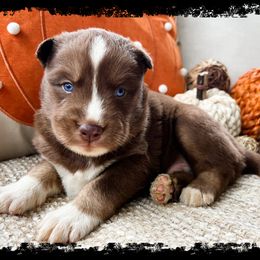 Eerie - Red and white male Siberian Husky puppy in Union Grove, Alabama from Southern Siberian Life