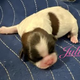 Julie - Gold and white female Shih Tzu puppy in Hemet, California from Aloha Shih Tzu