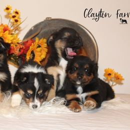 Miniature Australian Shepherd and Toy Australian Shepherd Puppies from Clayton Farms Australian Shepherds