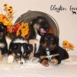 Miniature Australian Shepherd and Toy Australian Shepherd Puppies from Clayton Farms Australian Shepherds