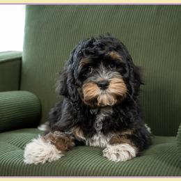 Connor - Black white and tan male Cockapoo puppy in Connersville, Indiana from Deaz Doodle Ranch