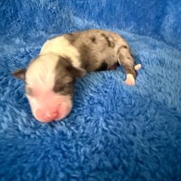 Havoc - Blue merle male Miniature American Shepherd puppy in Godley, Texas from Bradley Kennels