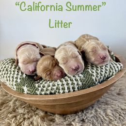 Golden Retriever puppies from Thegoldendreams1