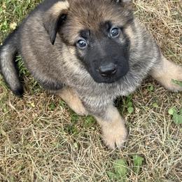 Rye - Sable male German Shepherd puppy in Linesville, Pennsylvania from Shenango Valley Shepherds