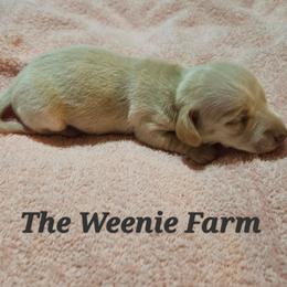 Girl 3 - Cream female Dachshund puppy in Fritch, Texas from The Weenie Farm
