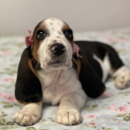 Anna - Black brown and white female Basset Hound puppy in Remington, Virginia from Lotus Rose Basset hounds