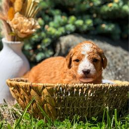 Matthew - Red  male Goldendoodle puppy in Urbana, Illinois from ZaraDoodles