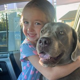 ZERO - Labrador Retriever